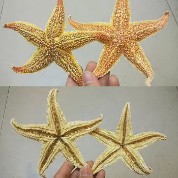 2Pcs Secas Estrelas, peixes, Estrela do Mar Praia de Artesanato Festa de Casamento, Decoração do Presente Artesanato estrelas do mar